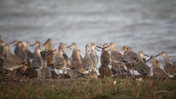 Sand Pipers Congregating