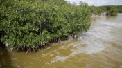 Mangrove and Water