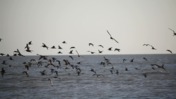 Gulls Over Water