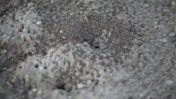 Ants On Stone