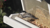 Sparrow Eating From Feeder