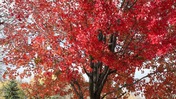 Wind-Blown Autumn Maple