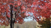 Tree with Red Leaves at Boyce Park