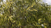 Bamboo Wavering at Everglades National Park