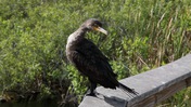 Double-Crested Cormorant Preening Itself at Everglades National Park