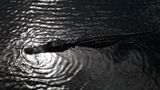 American Alligator Using its Tail For Locomotion at Everglades National Park