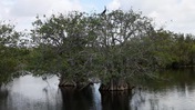 Anhinga Perched Atop a Mangrove at Everglades National Park