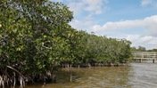 Water Flowing to Mangroves Near Boardwalk at Everglades National Park