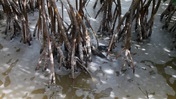 Salty Water and Mangrove Roots at Everglades National Park