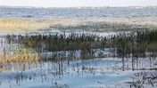 Water Passing Through Vegetation at Lake June-in-Winter Scrub State Park