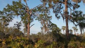 Trees and Shrubs at June-in-Winter Scrub State Park