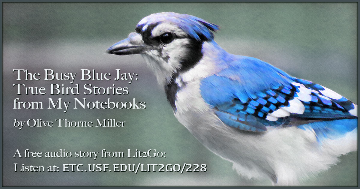 BIRD OF THE WEEK - THE BLUE JAY! – Nature Anywhere