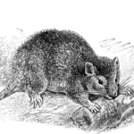 Whitefoot the Woodmouse