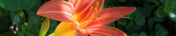 daylily flower and buds 0 - نرم افزار های مناسب برای کم کردن حجم عکس کدامند؟
