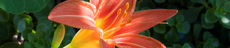 daylily flower and buds 100 - نرم افزار های مناسب برای کم کردن حجم عکس کدامند؟