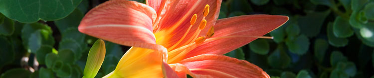 daylily flower and buds 60 - نرم افزار های مناسب برای کم کردن حجم عکس کدامند؟