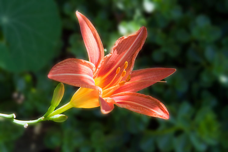 Day lily with background blurred