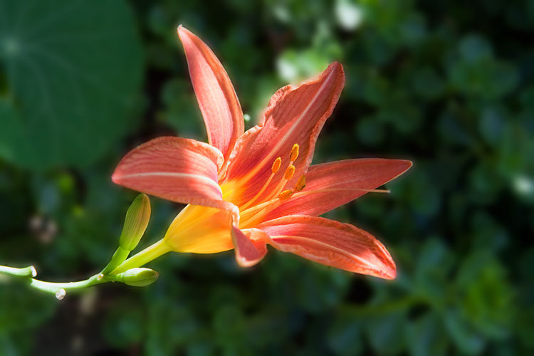  Lys de jour avec fond flou 