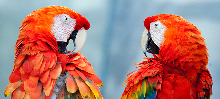 two scarlet macaws - نرم افزار های مناسب برای کم کردن حجم عکس کدامند؟